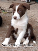 Puppy no 4, Ben x Pru litter, Red and white female border collie
